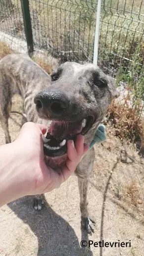 Tatiana galgo adozione pet levrieri onlus 4