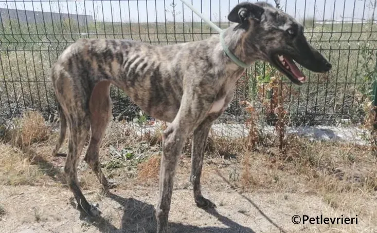 Tatiana galgo adozione pet levrieri onlus 5