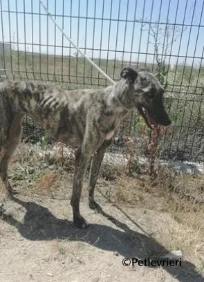 Tatiana galgo adozione pet levrieri onlus 6