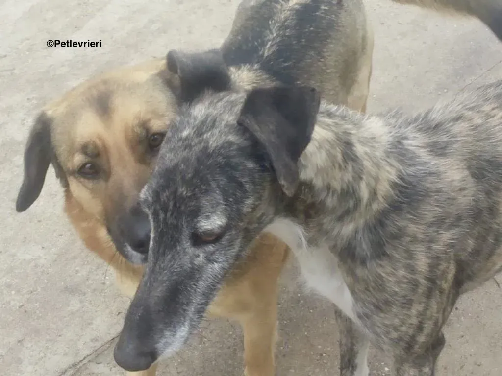 Tato adozione levrieri galgo 1 2