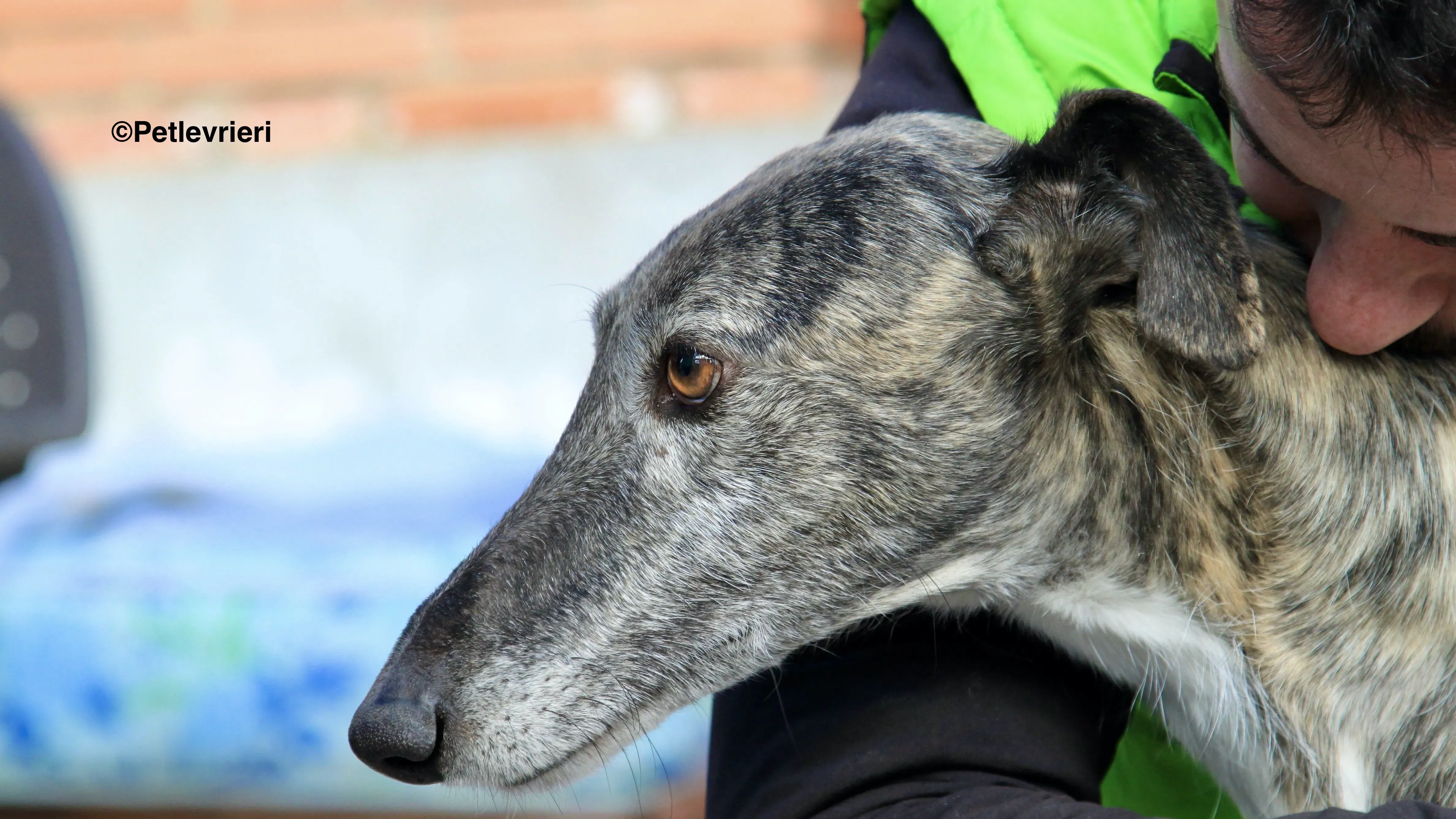 Tato adozione levrieri galgo 1