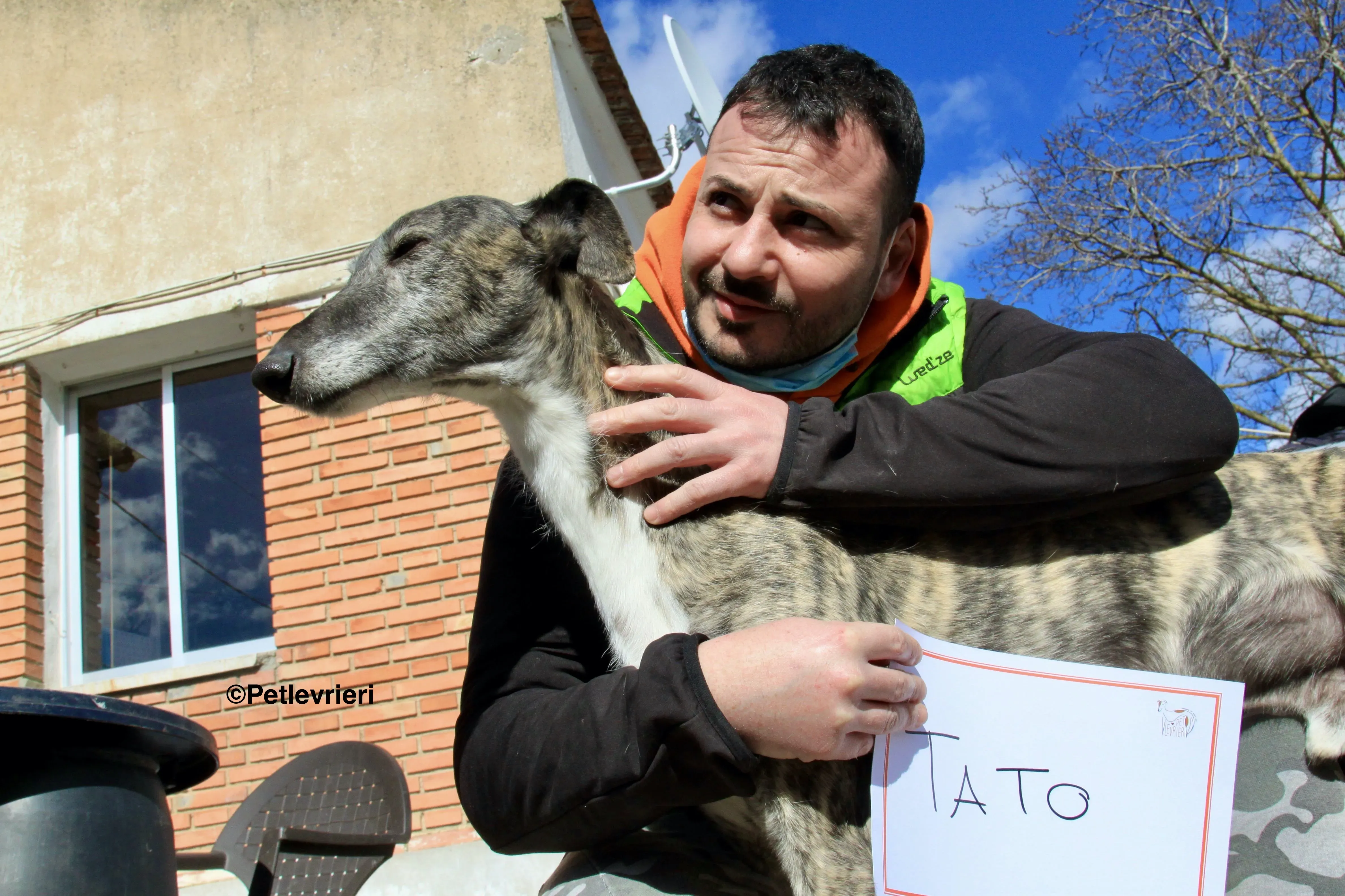 Tato adozione levrieri galgo 10