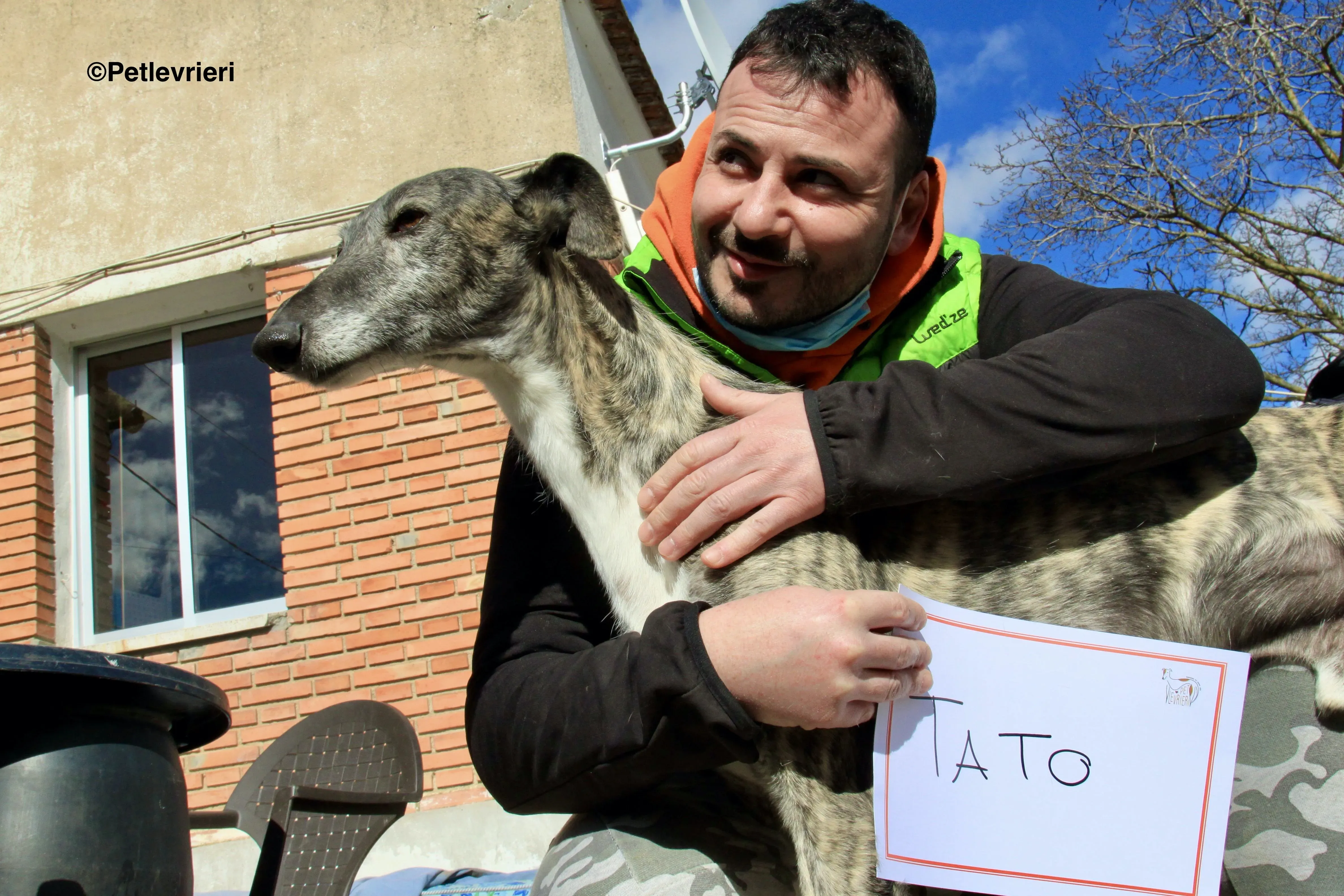 Tato adozione levrieri galgo 11
