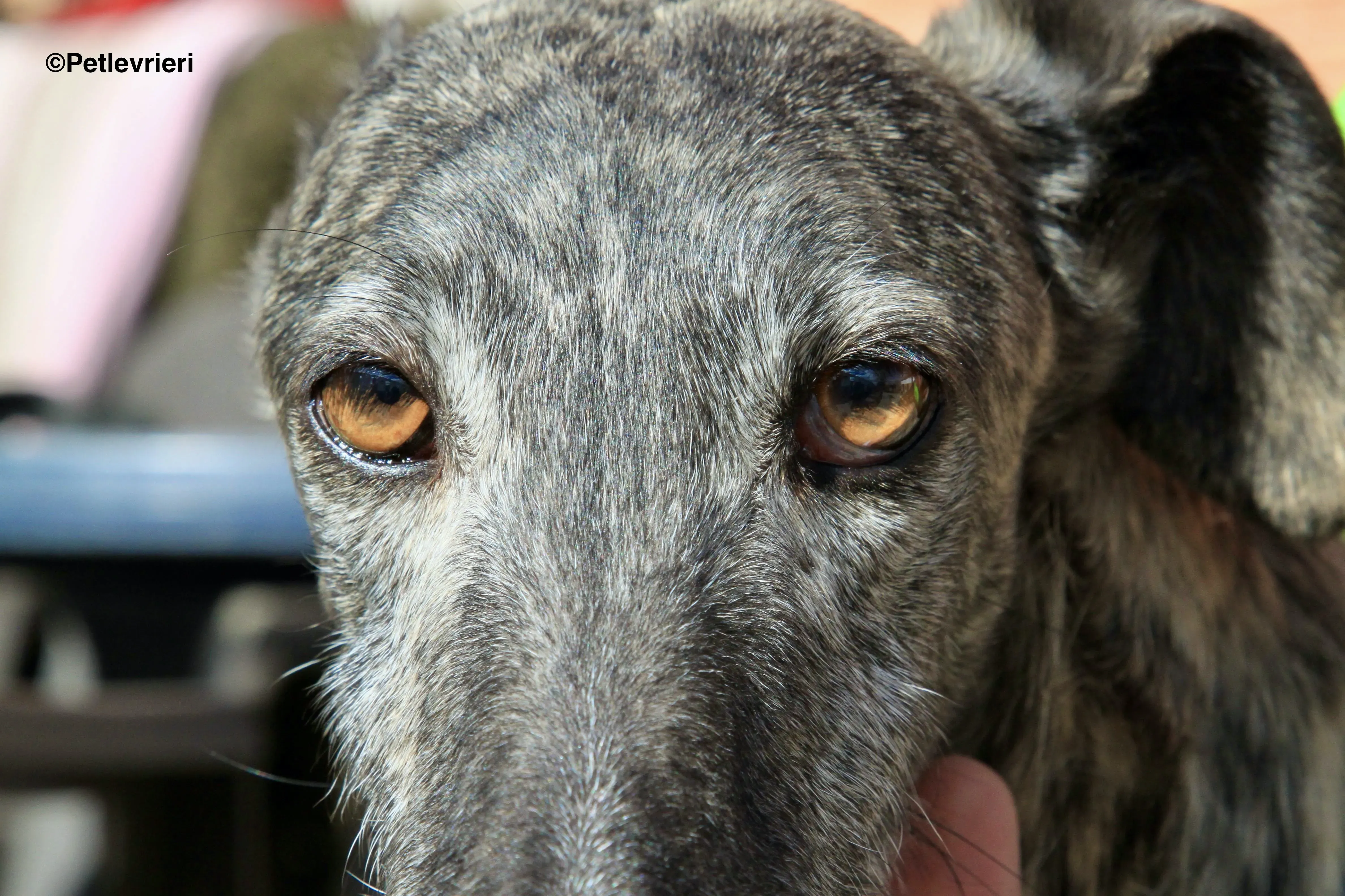 Tato adozione levrieri galgo 12