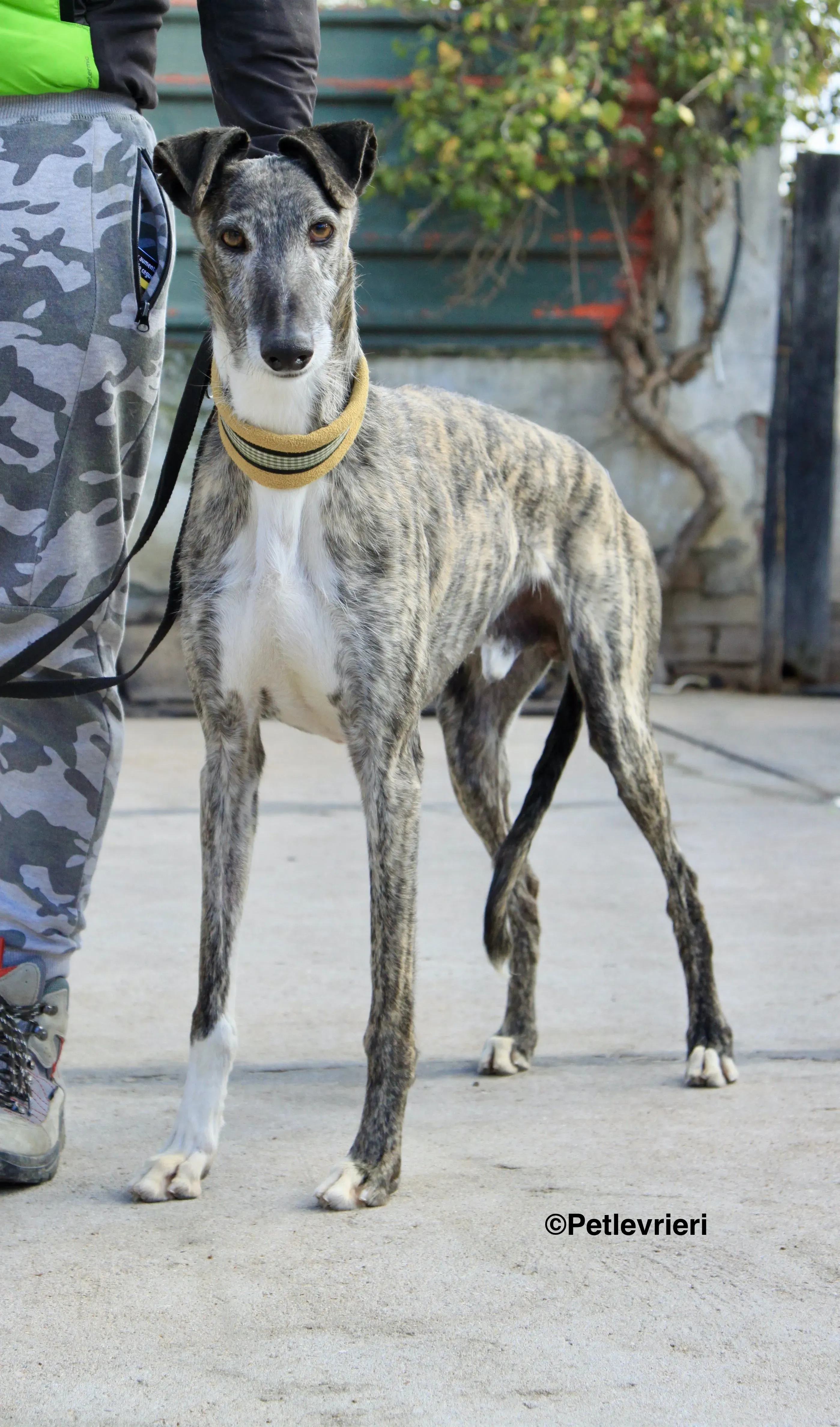 Tato adozione levrieri galgo 13