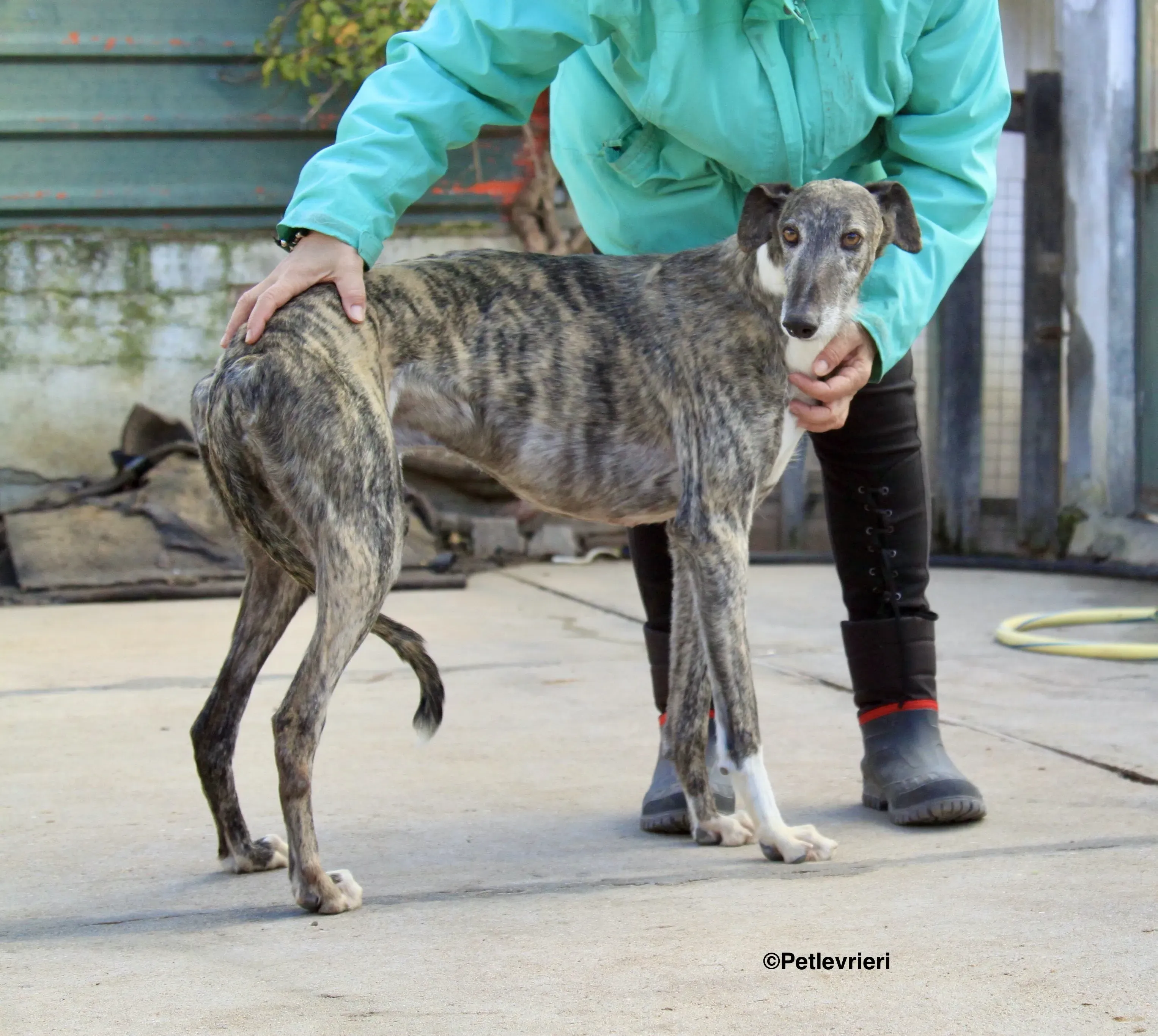 Tato adozione levrieri galgo 14