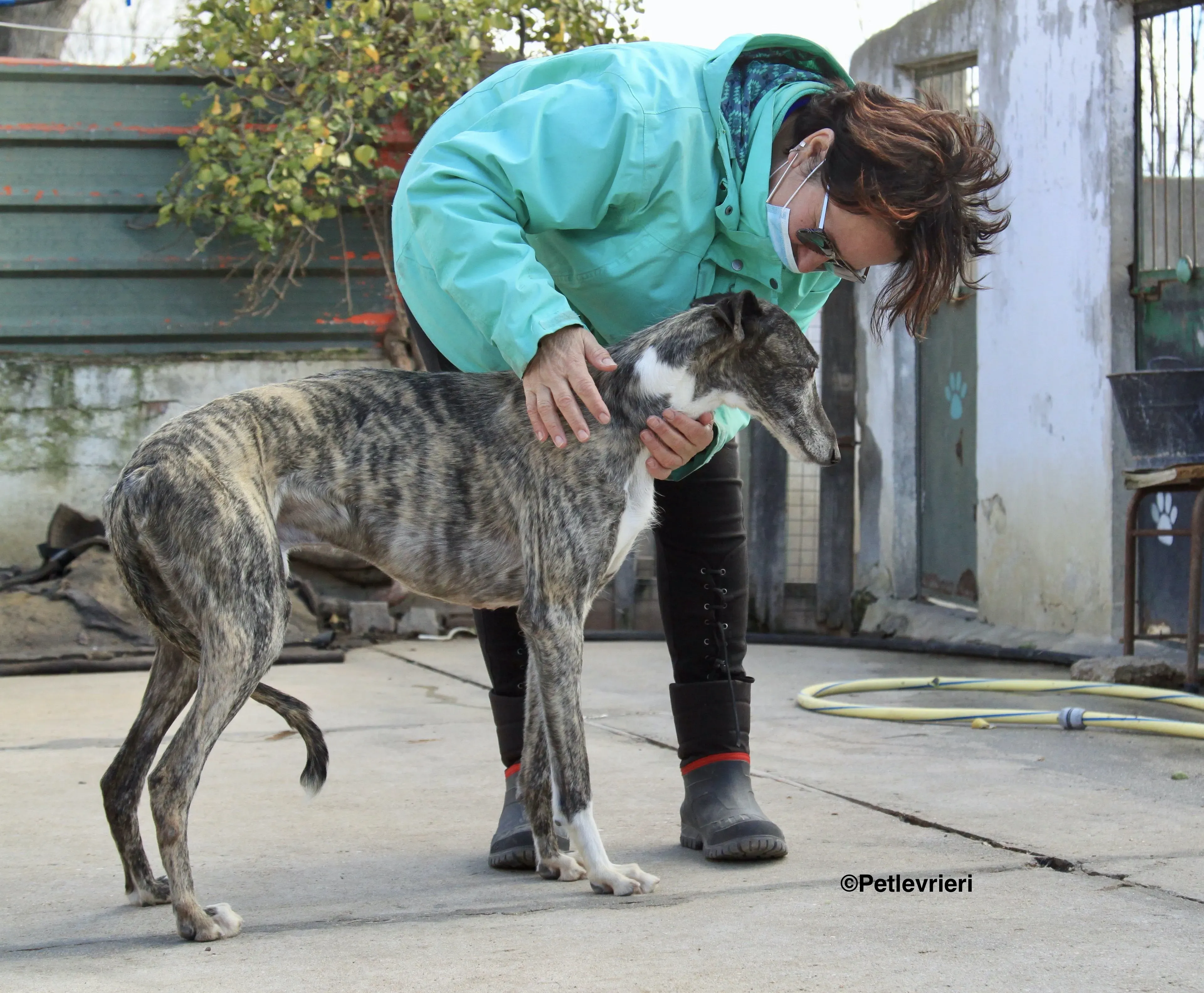 Tato adozione levrieri galgo 15