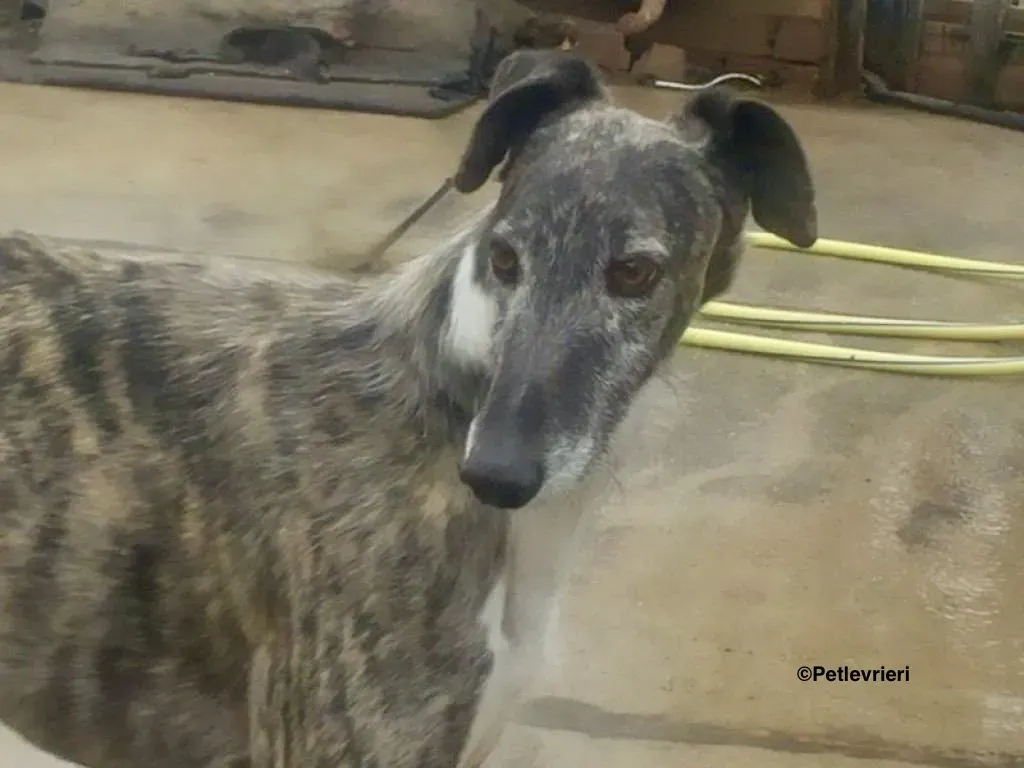 Tato adozione levrieri galgo 2 2