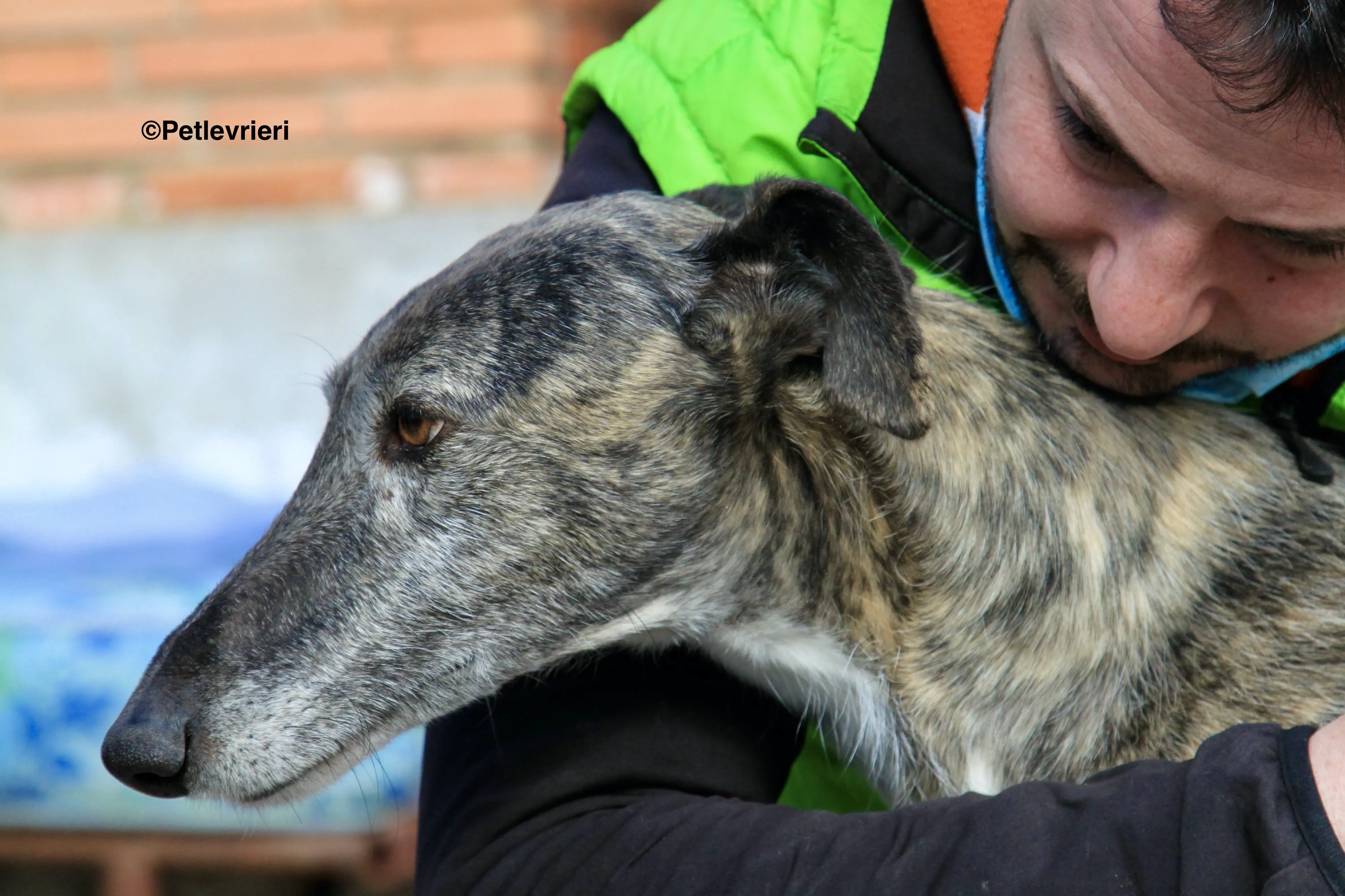 Tato adozione levrieri galgo 2