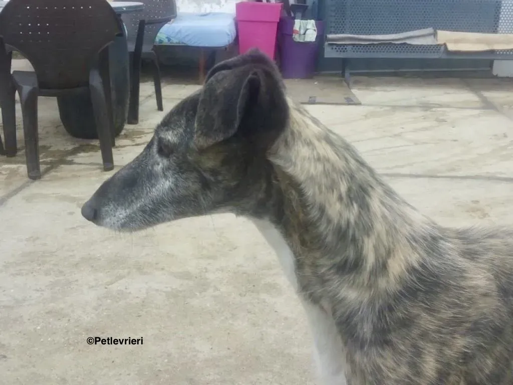 Tato adozione levrieri galgo 3 2