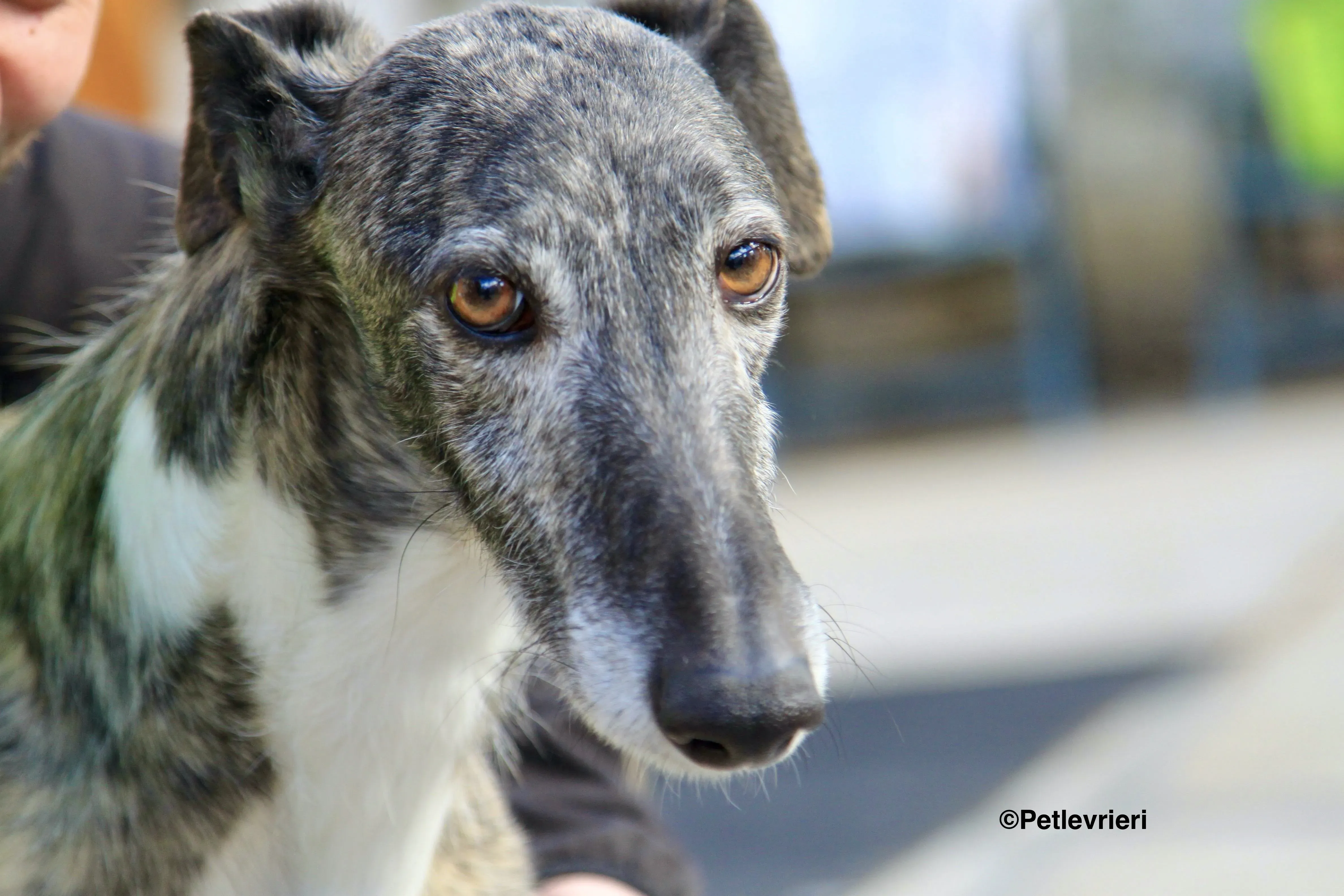 Tato adozione levrieri galgo 3