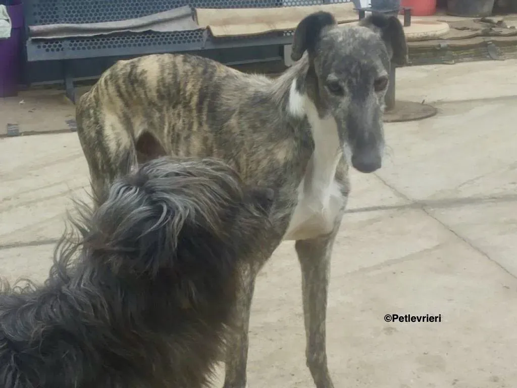 Tato adozione levrieri galgo 4 2