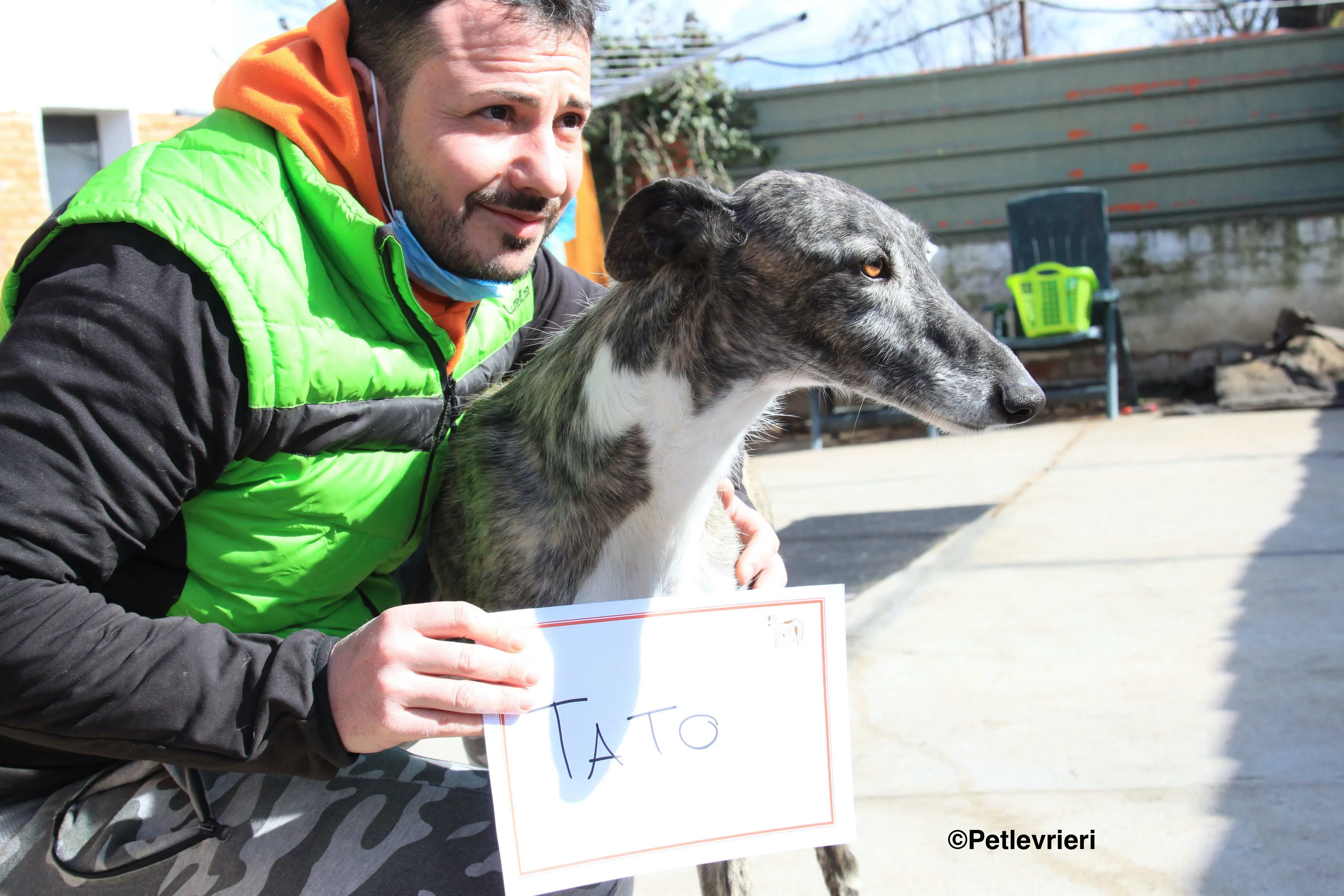 Tato adozione levrieri galgo 4