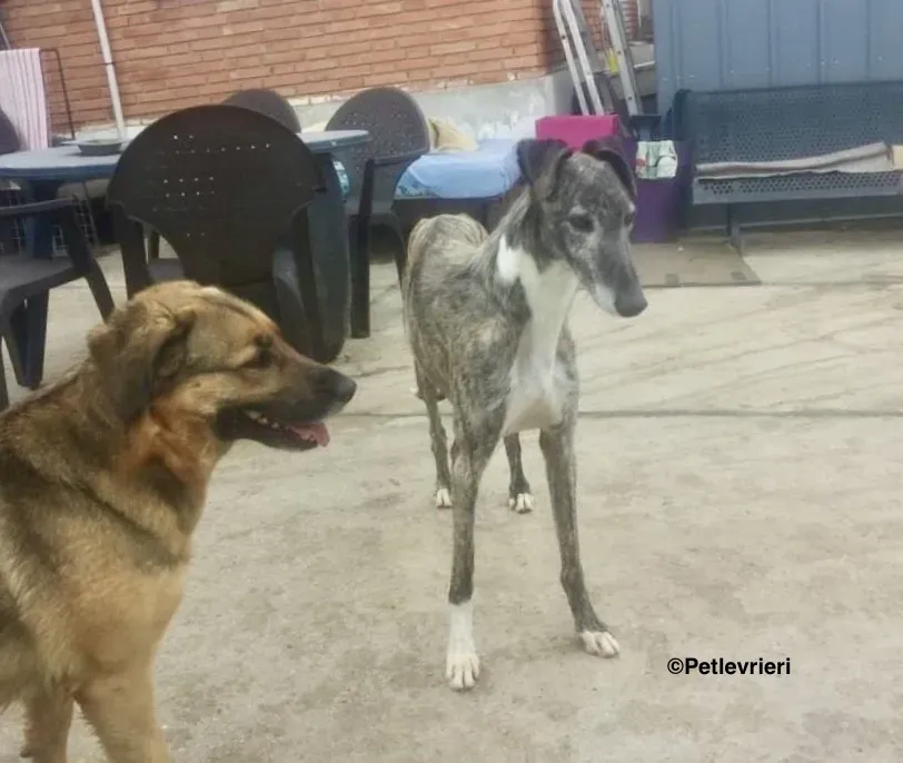 Tato adozione levrieri galgo 5 2