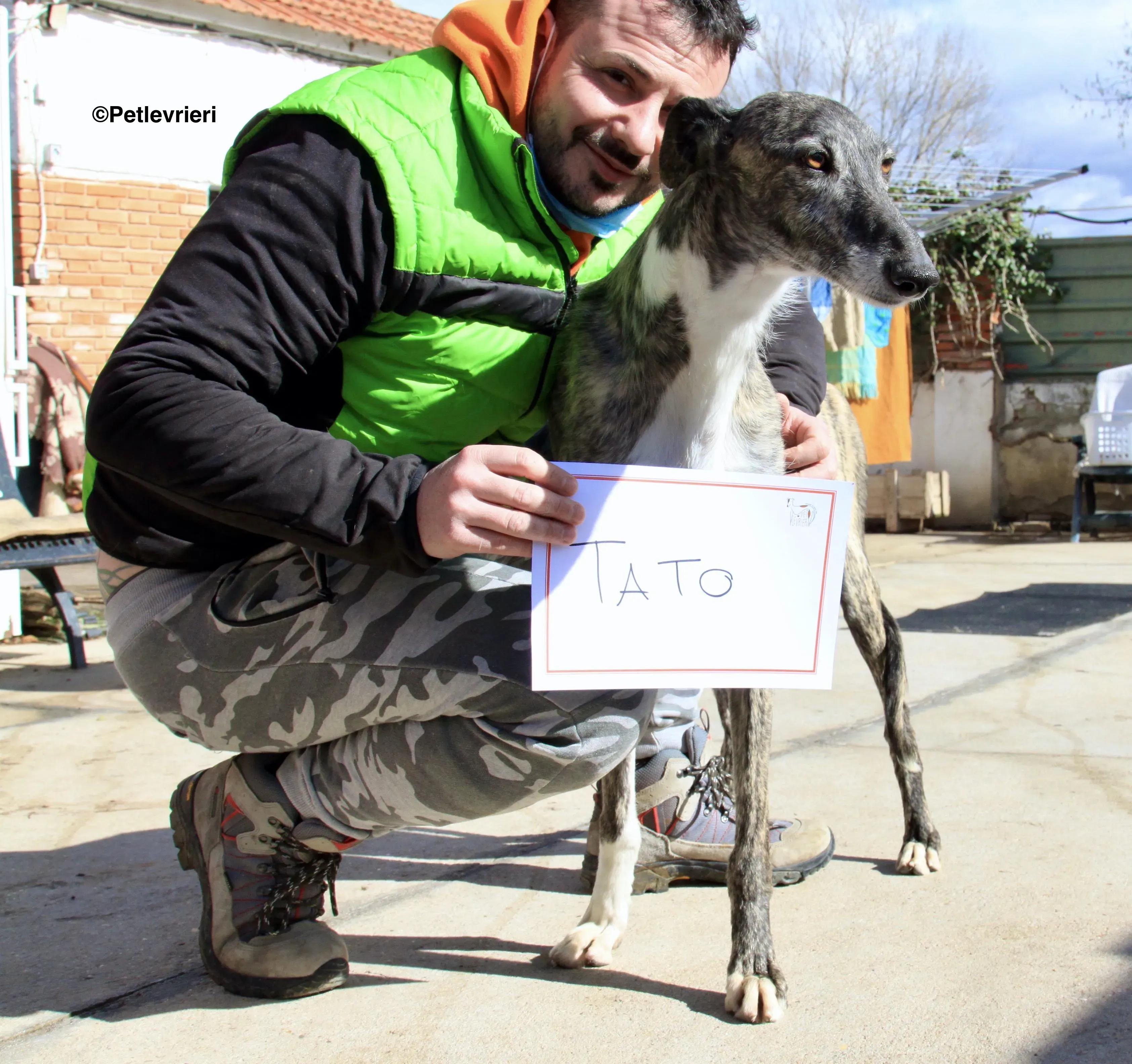 Tato adozione levrieri galgo 5