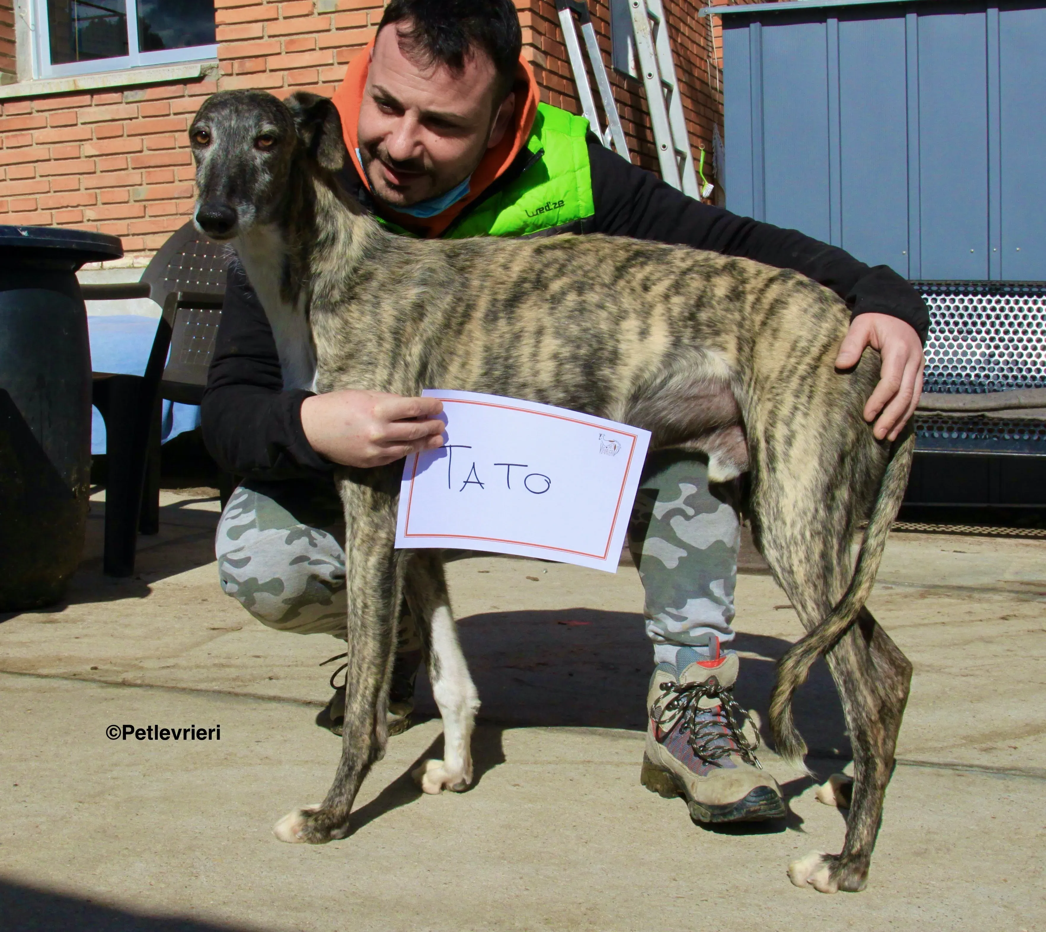 Tato adozione levrieri galgo 6