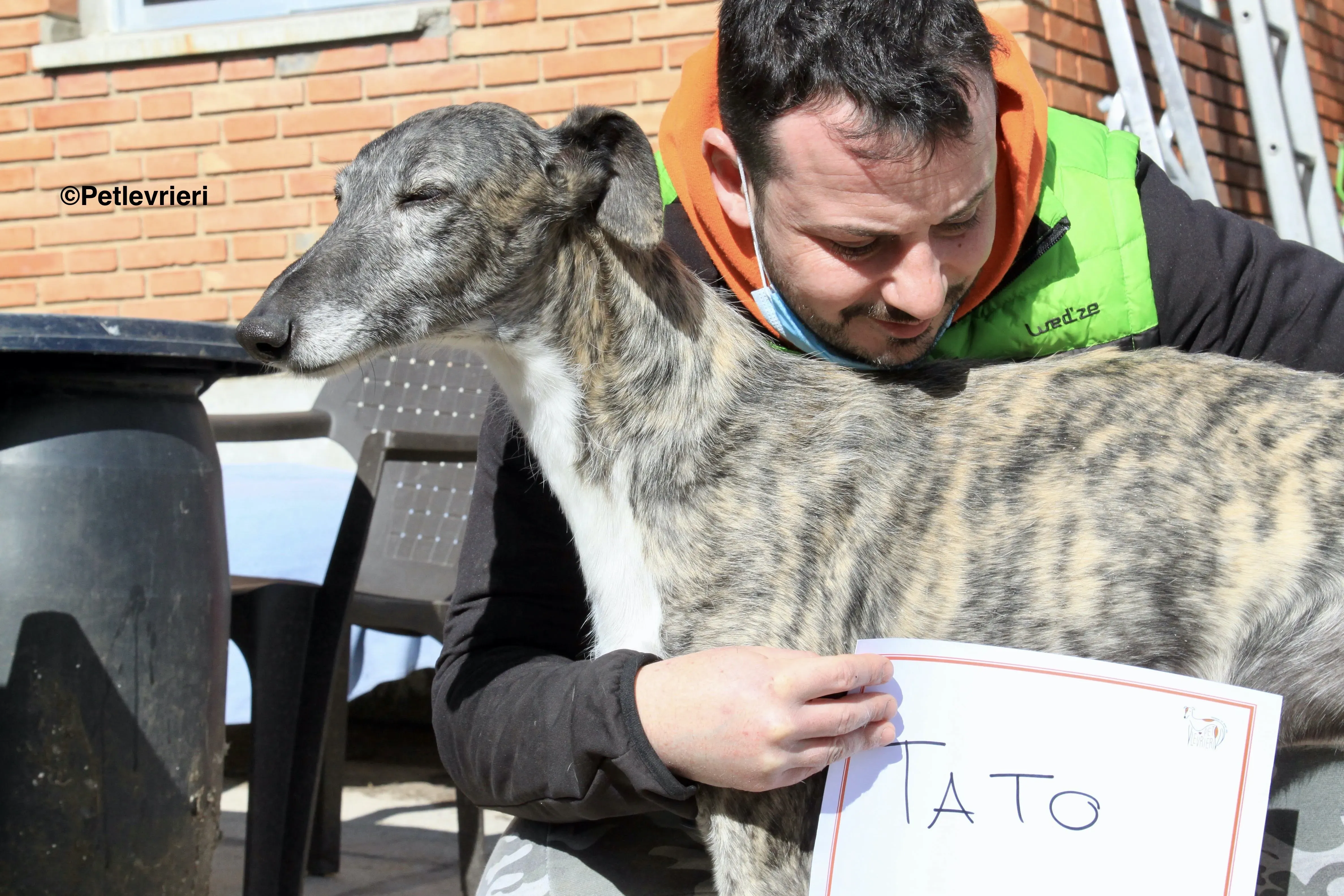 Tato adozione levrieri galgo 7