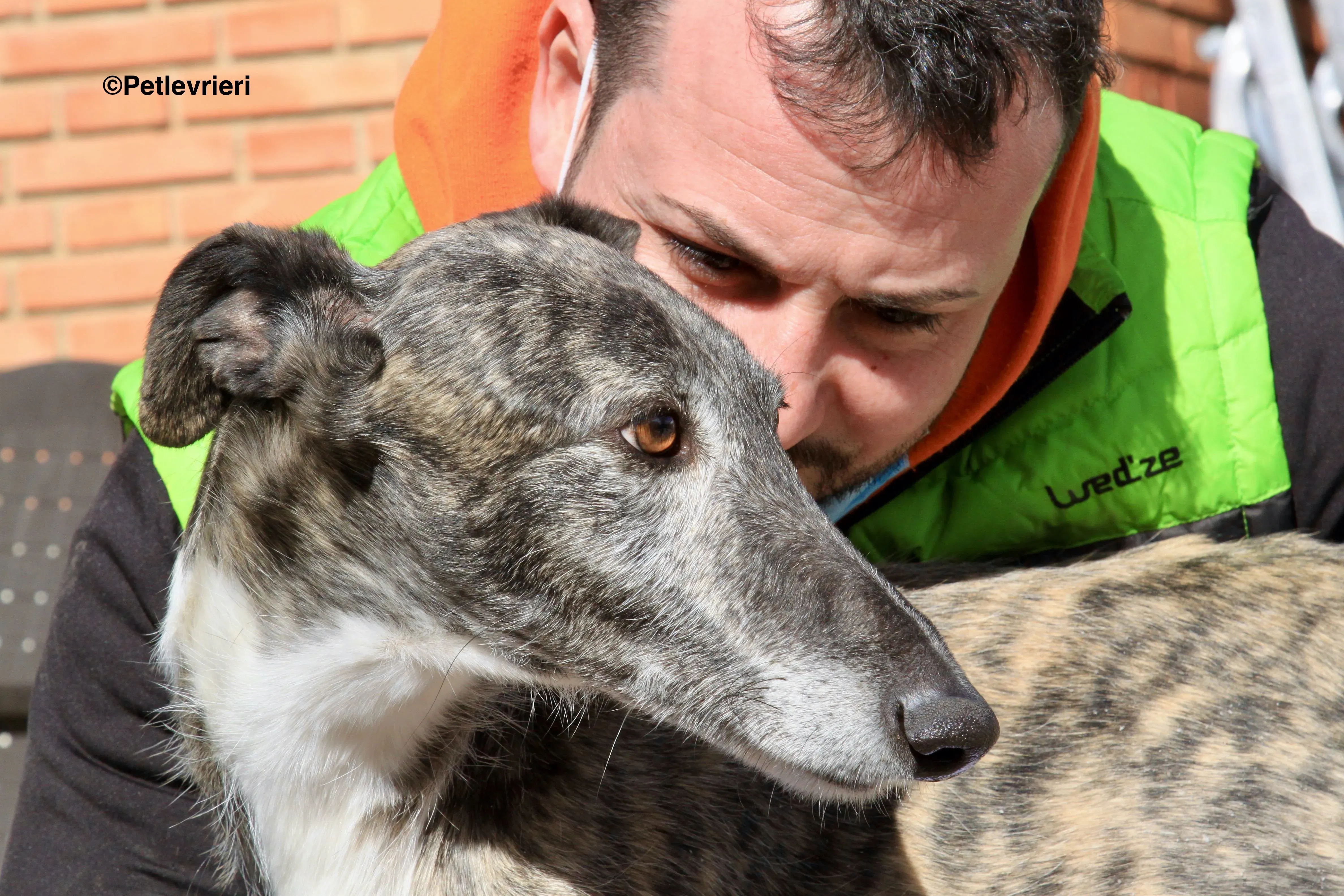 Tato adozione levrieri galgo 8