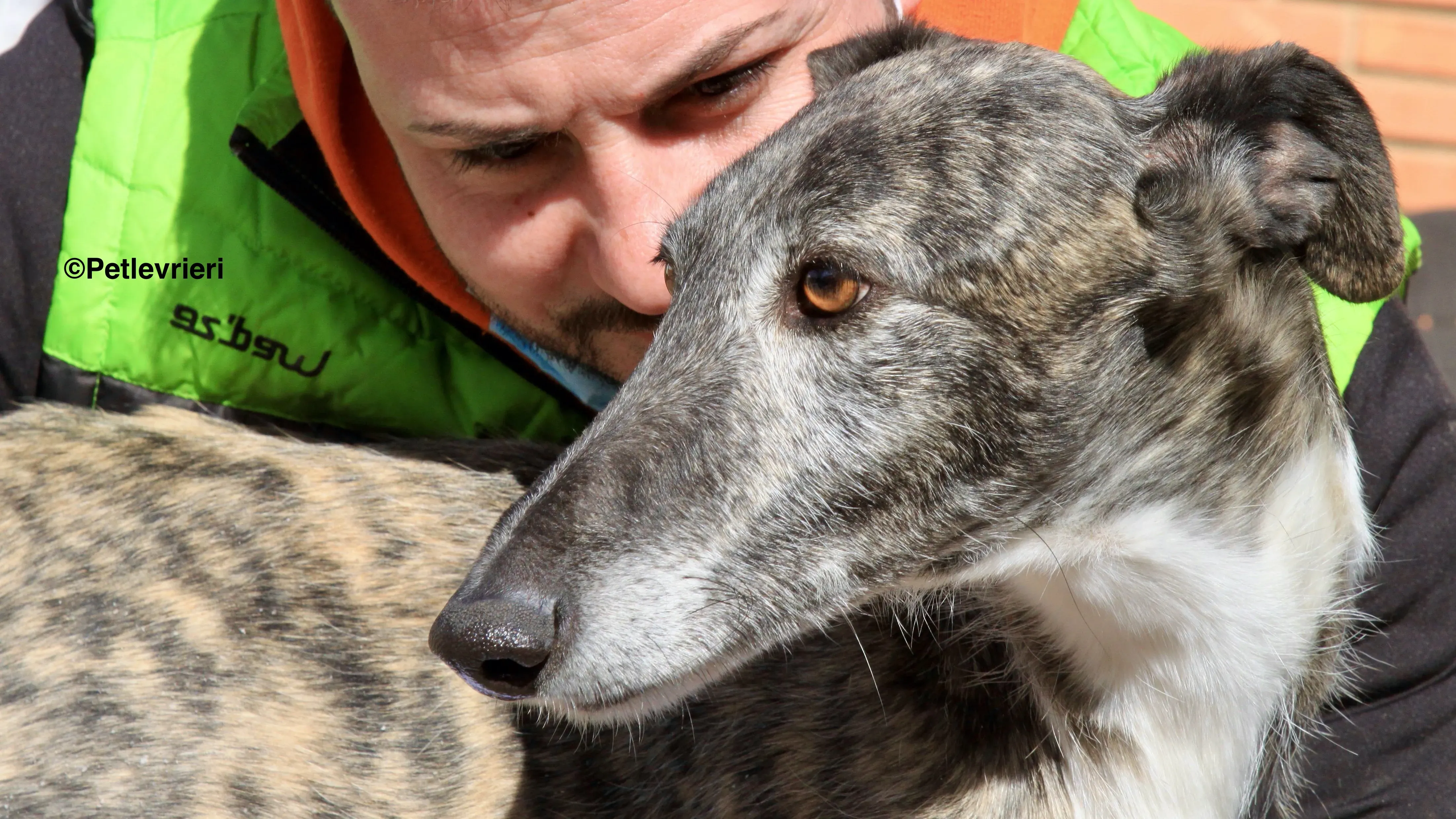 Tato adozione levrieri galgo 9