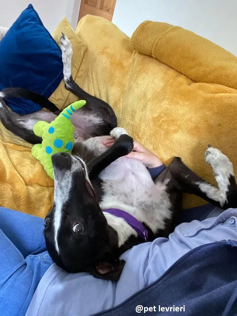 Ted adozione greyhound 19