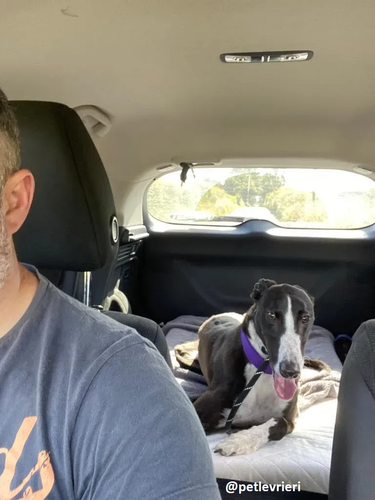 Ted adozione greyhound1