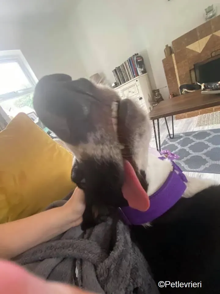 Ted adozione levrieri greyhound 1 1