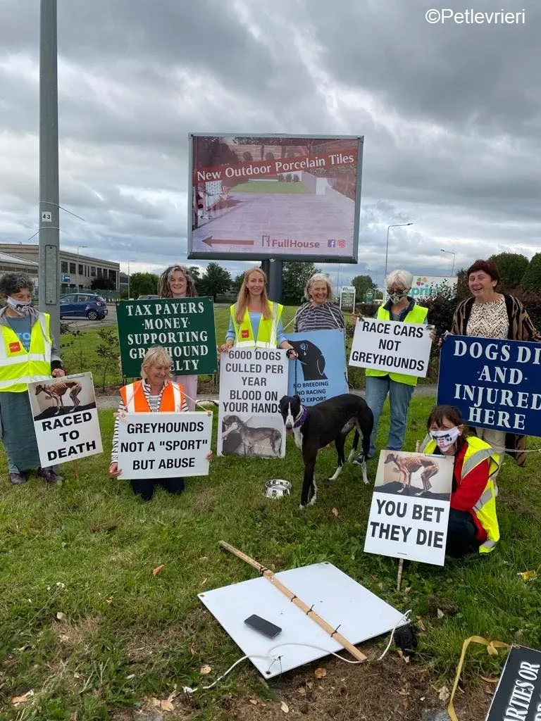 Ted adozione levrieri greyhound 10 1