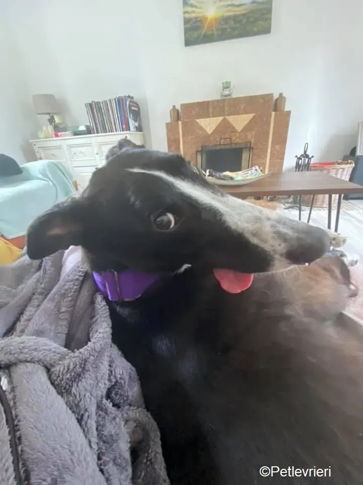 Ted adozione levrieri greyhound 2 1