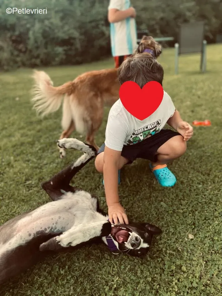 Ted adozione levrieri greyhound 4 1