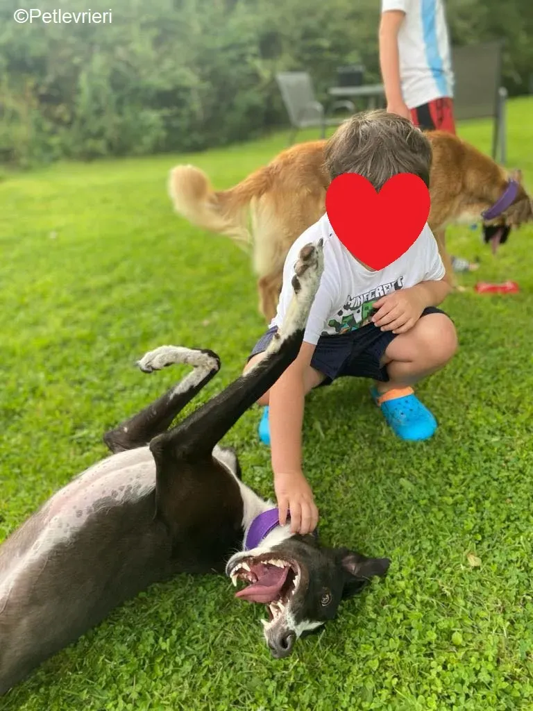 Ted adozione levrieri greyhound 5 1