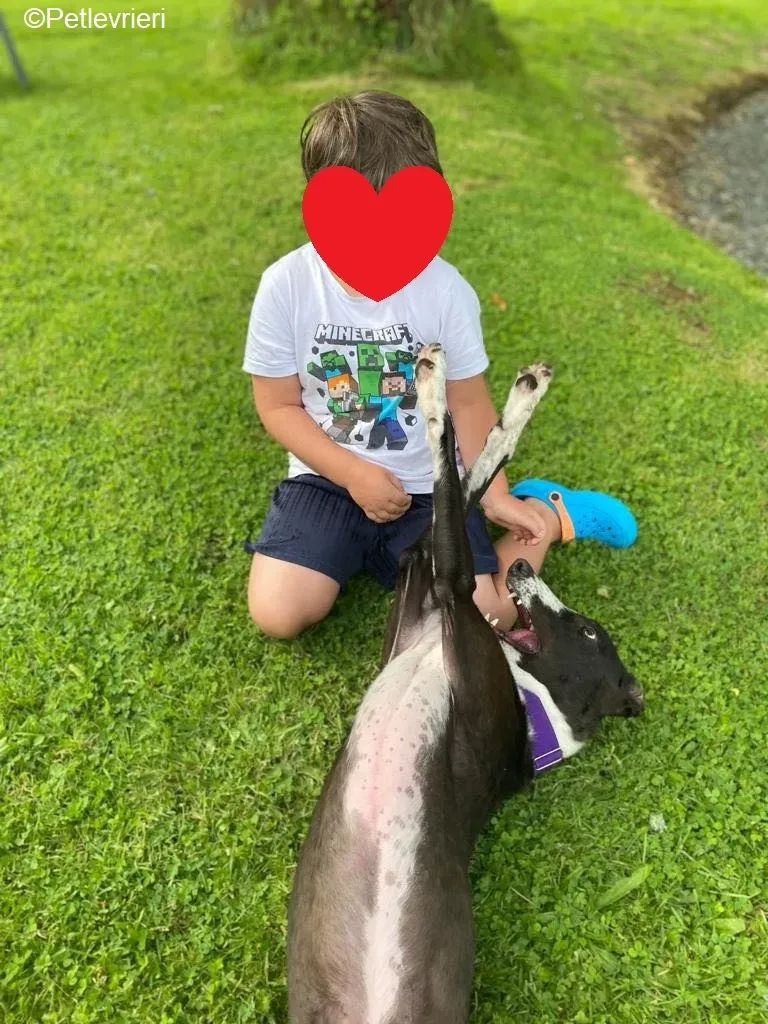 Ted adozione levrieri greyhound 6 2