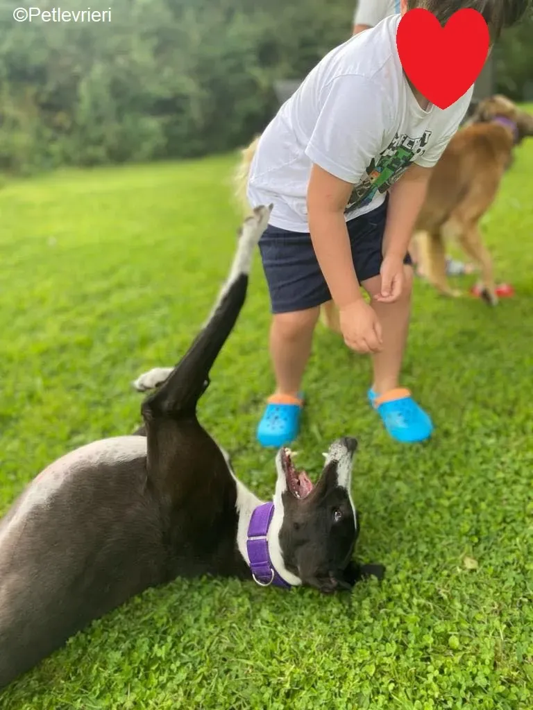 Ted adozione levrieri greyhound 7 1