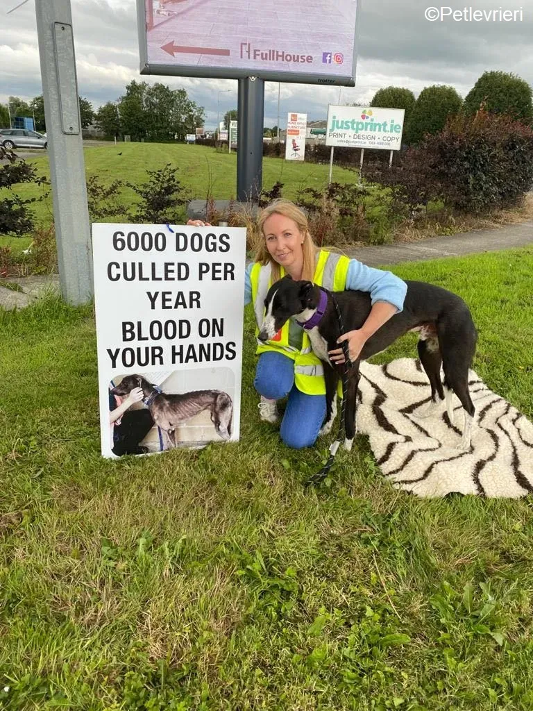 Ted adozione levrieri greyhound 8 1