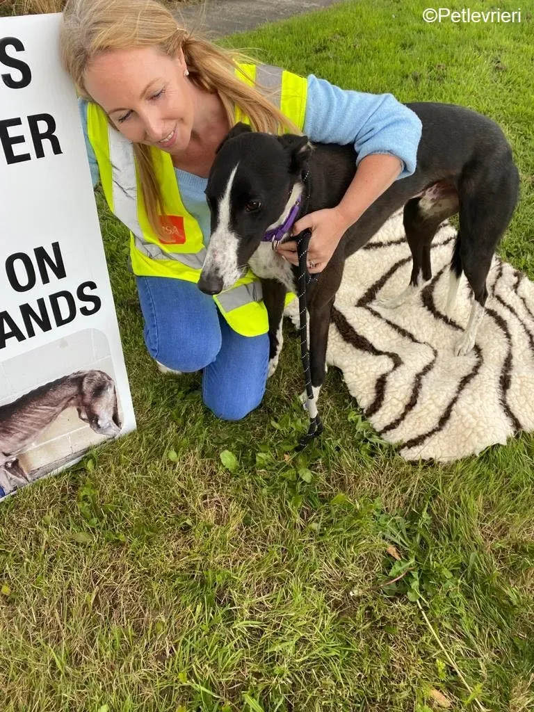 Ted adozione levrieri greyhound 9 1