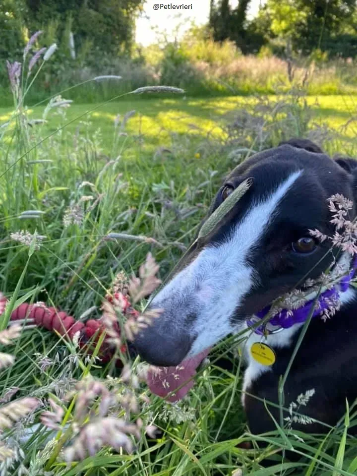 Ted greyhound petlevrieri adozionelevrieri 1