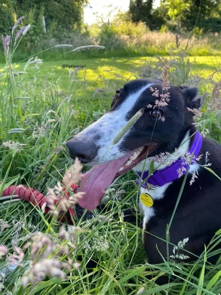 Ted greyhound petlevrieri adozionelevrieri 10