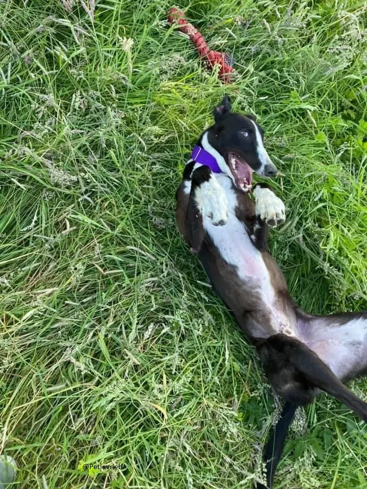 Ted greyhound petlevrieri adozionelevrieri 2