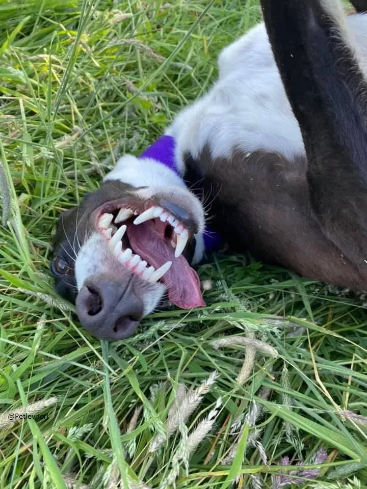 Ted greyhound petlevrieri adozionelevrieri 3