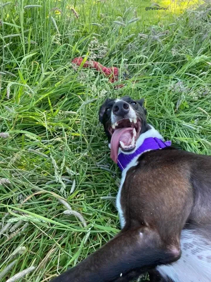 Ted greyhound petlevrieri adozionelevrieri 4