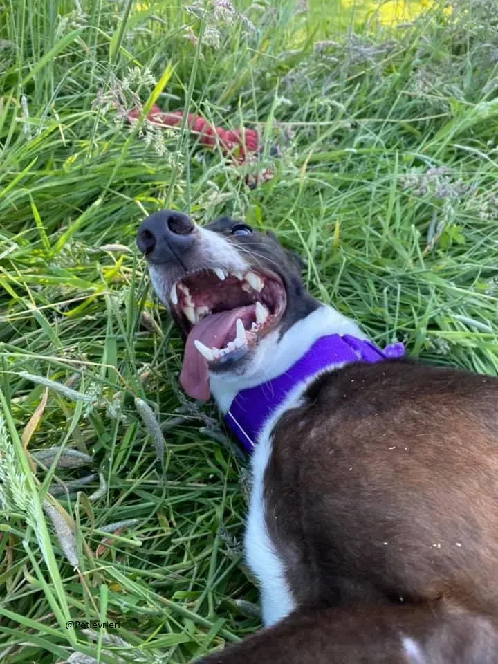 Ted greyhound petlevrieri adozionelevrieri 5