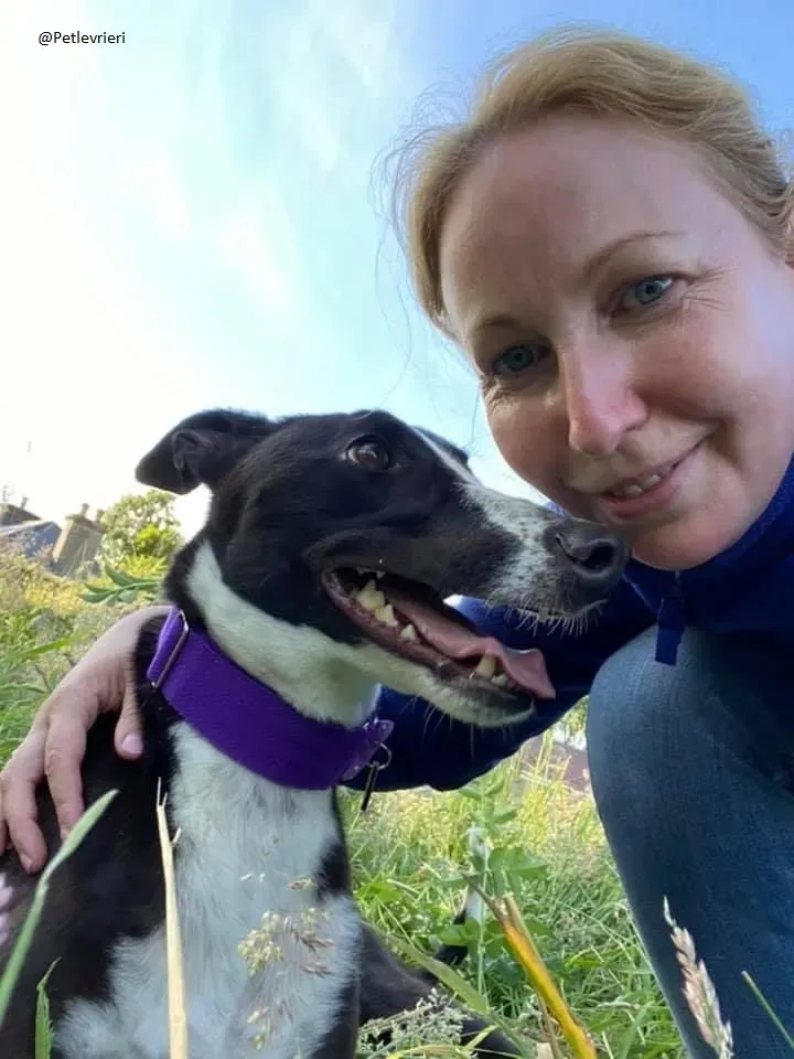 Ted greyhound petlevrieri adozionelevrieri 6