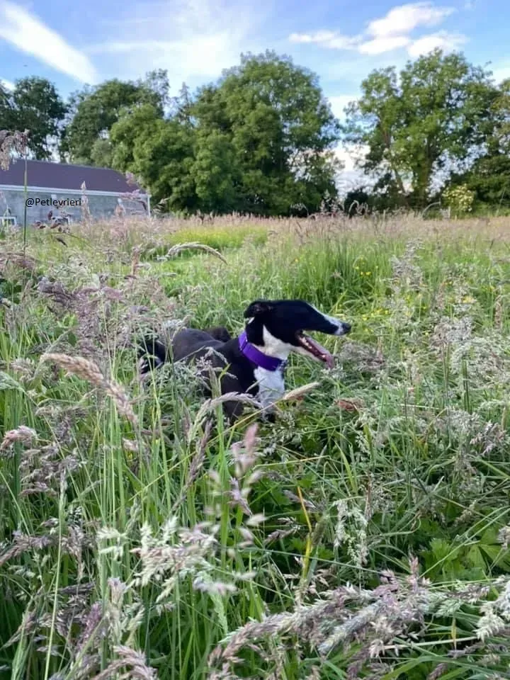 Ted greyhound petlevrieri adozionelevrieri 7