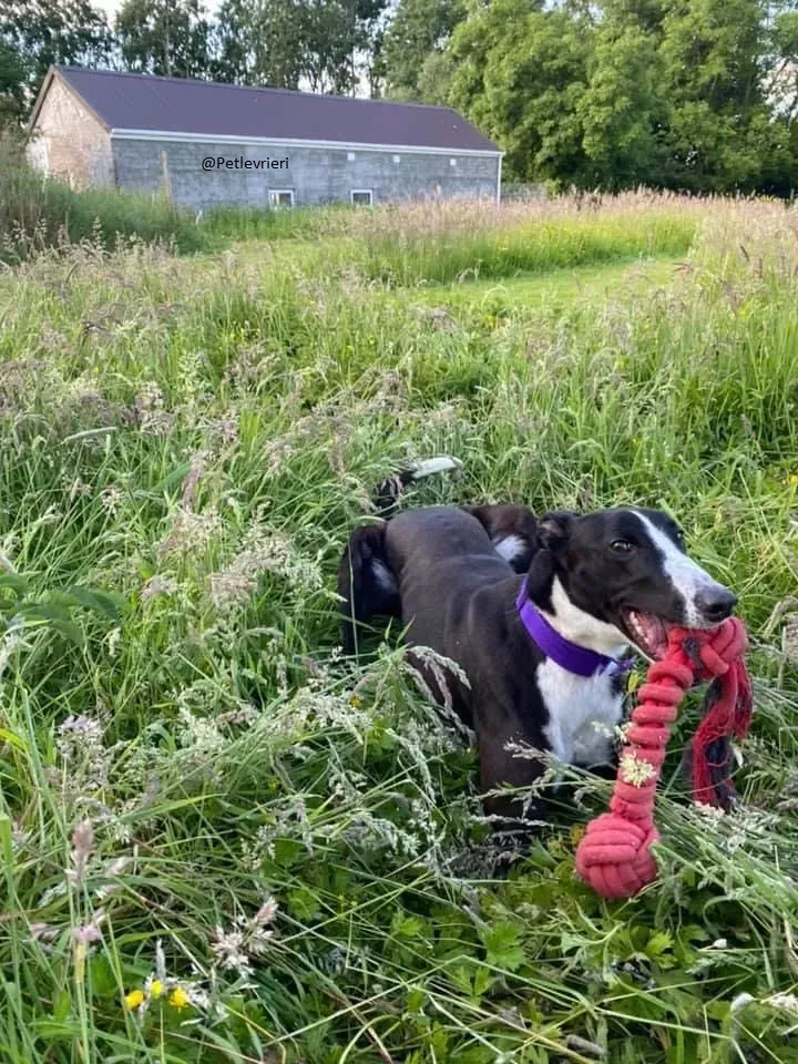 Ted greyhound petlevrieri adozionelevrieri 8