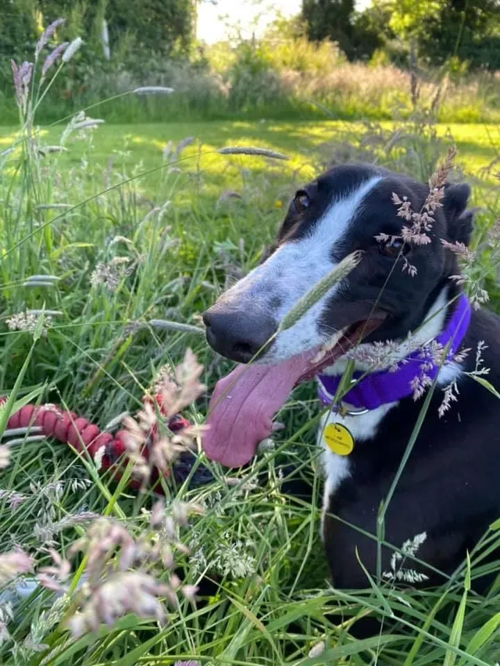 Ted greyhound petlevrieri adozionelevrieri 9