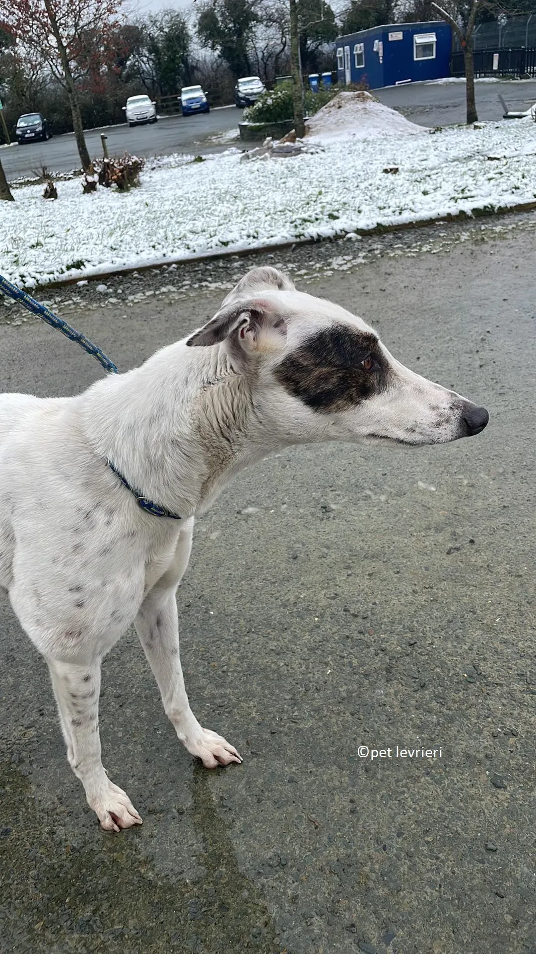 Telma adozione leveriero greyhound1