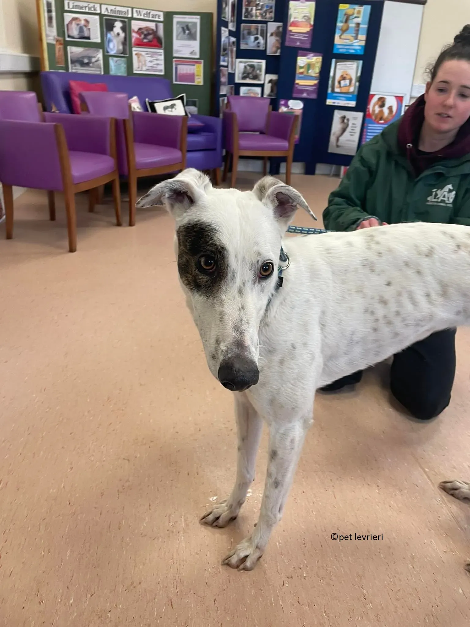 Telma adozione leveriero greyhound2