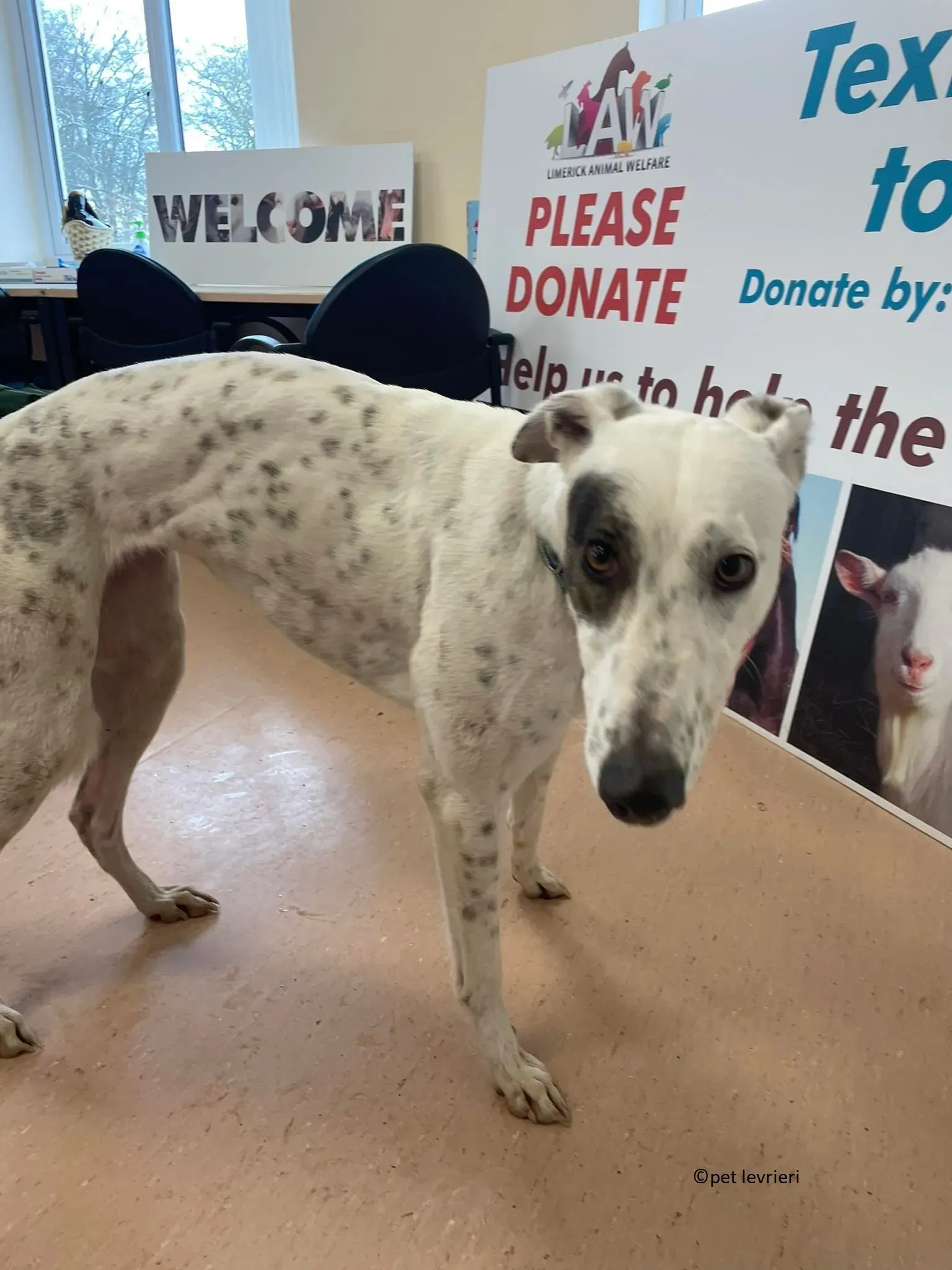 Telma adozione leveriero greyhound3