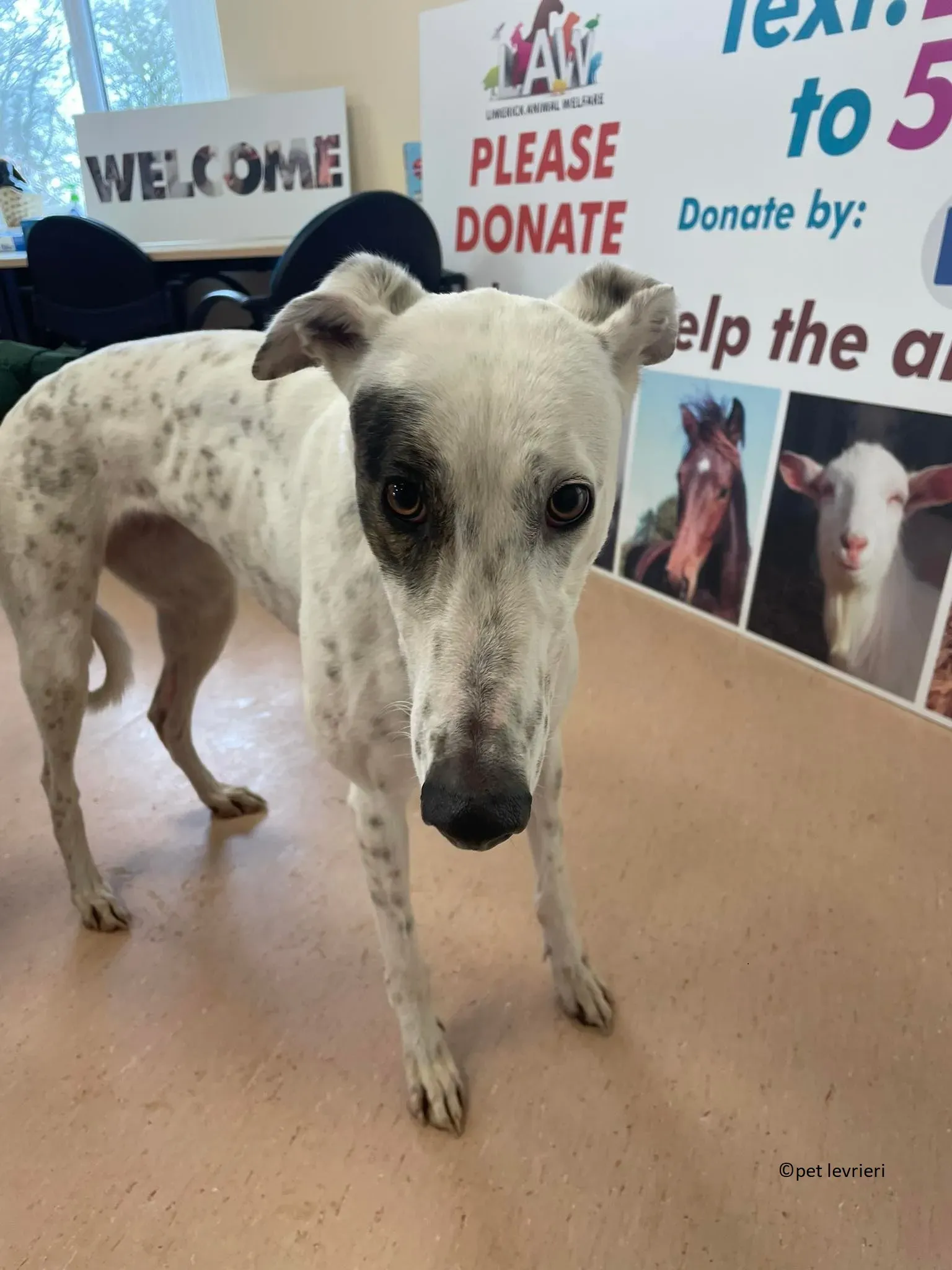 Telma adozione leveriero greyhound4