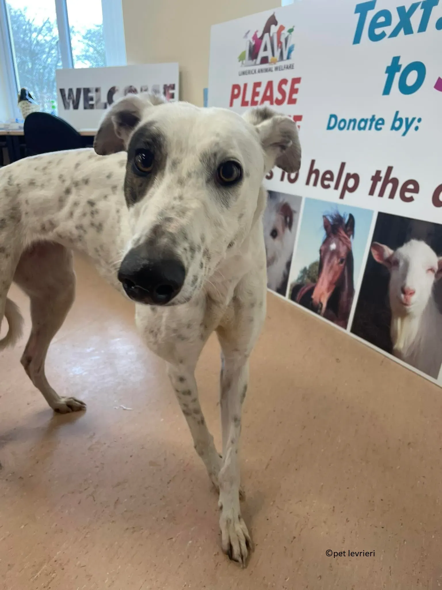 Telma adozione leveriero greyhound5