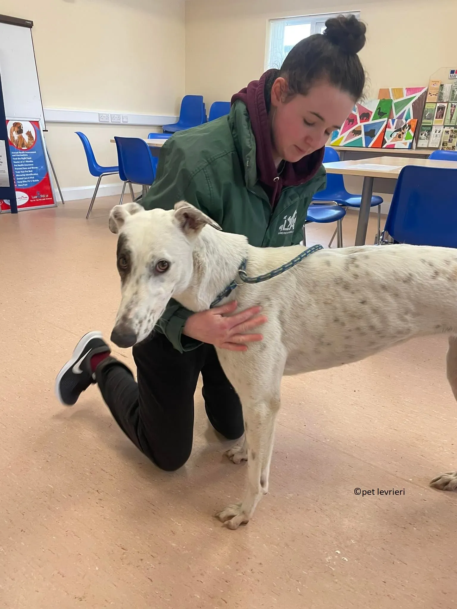 Telma adozione leveriero greyhound6